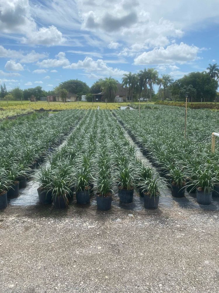 liriope-muscari-big-blue-lilyturf