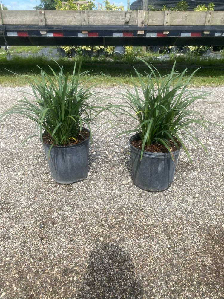 liriope-muscari-big-blue-lilyturf
