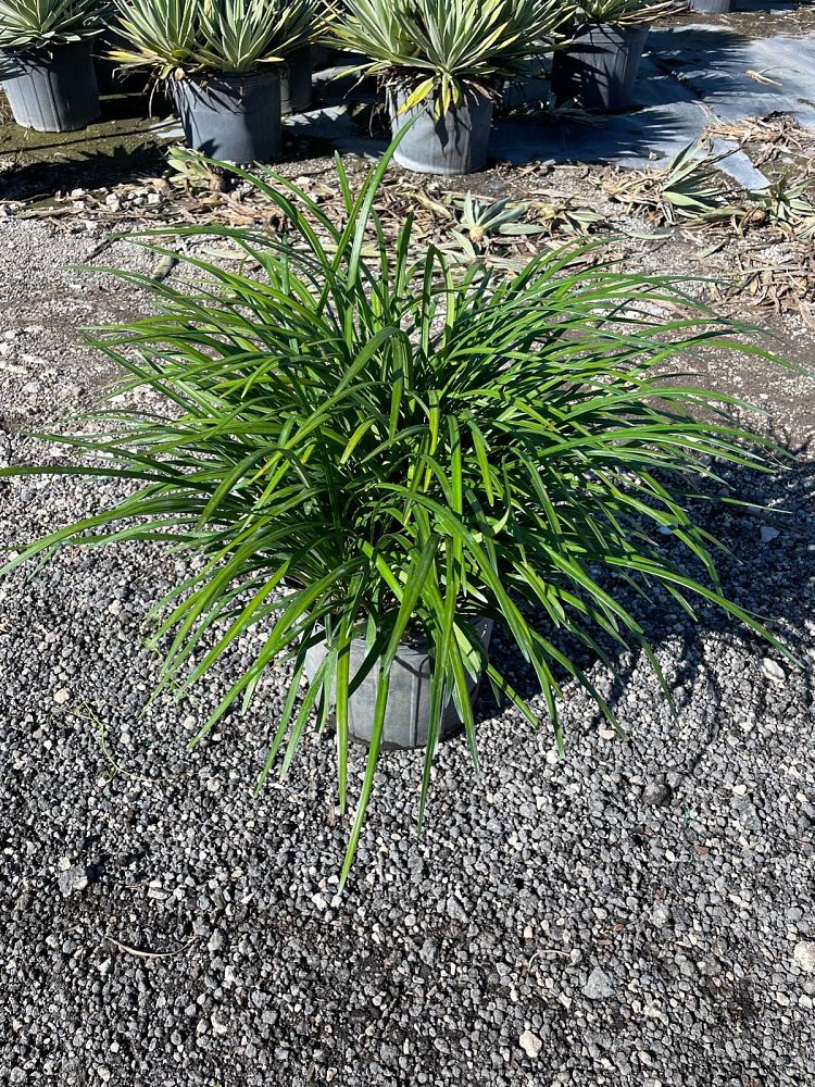liriope-muscari-big-blue-lilyturf
