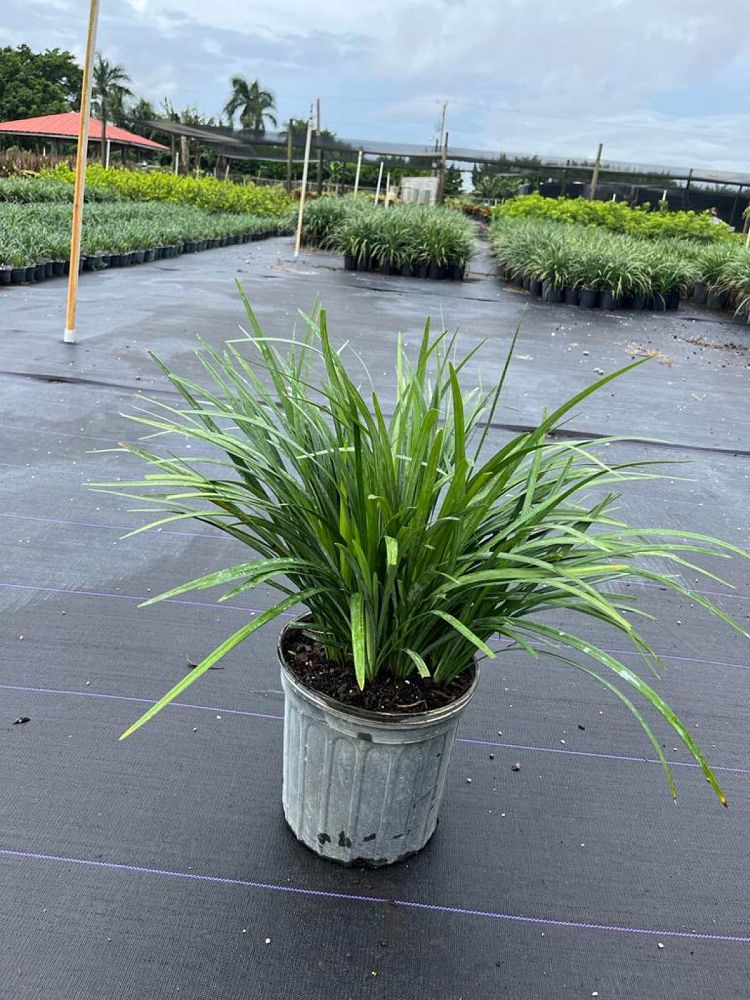 liriope-muscari-big-blue-lilyturf