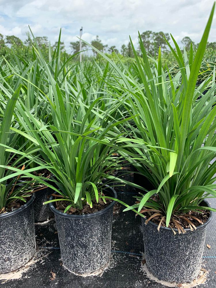 liriope-muscari-big-blue-lilyturf