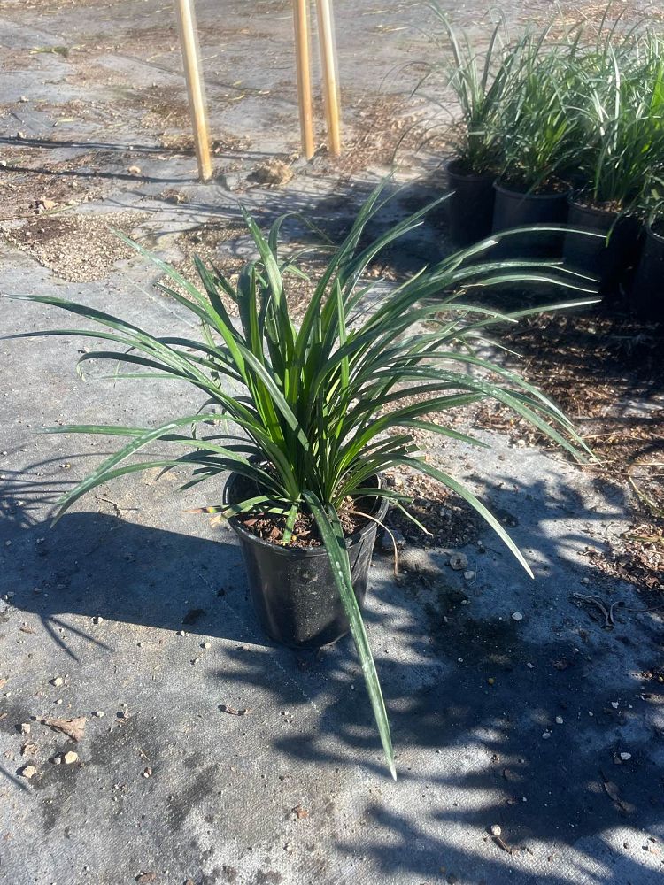 liriope-muscari-big-blue-lilyturf