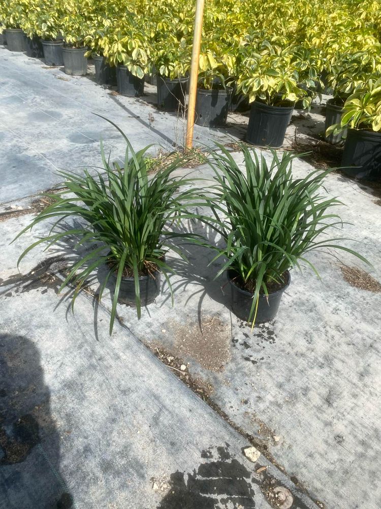 liriope-muscari-big-blue-lilyturf