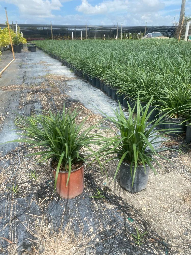 liriope-muscari-big-blue-lilyturf