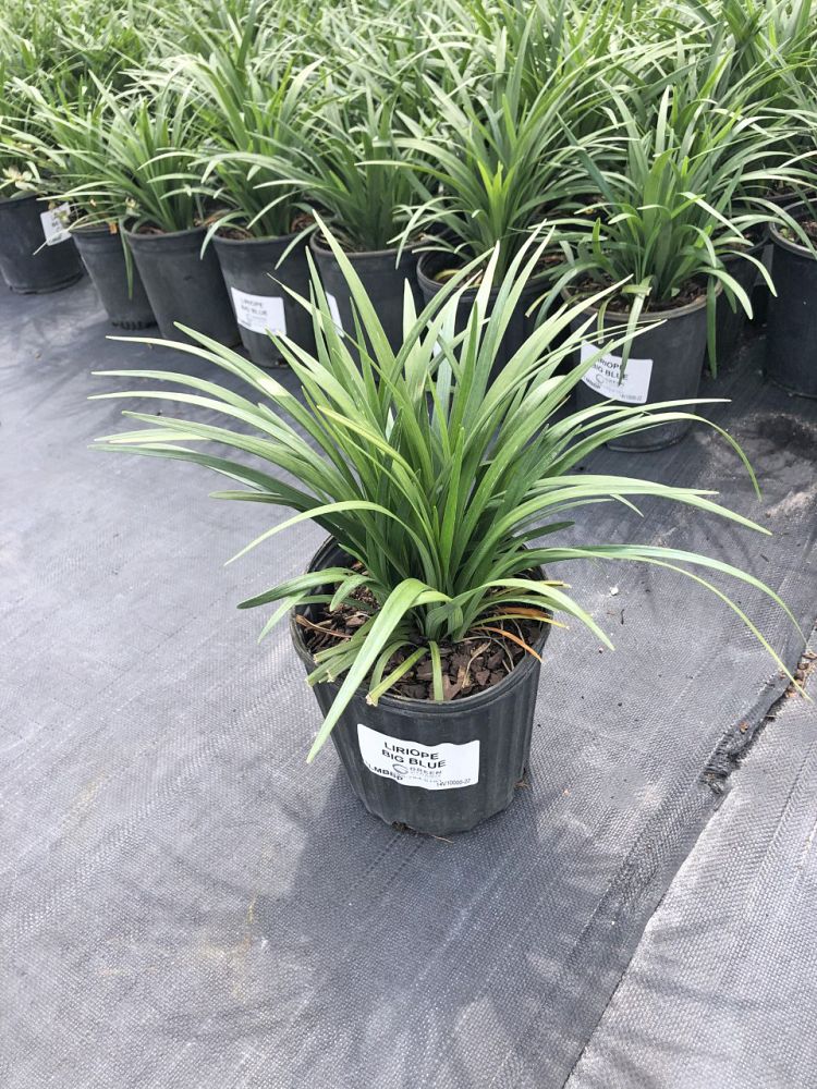 liriope-muscari-big-blue-lilyturf