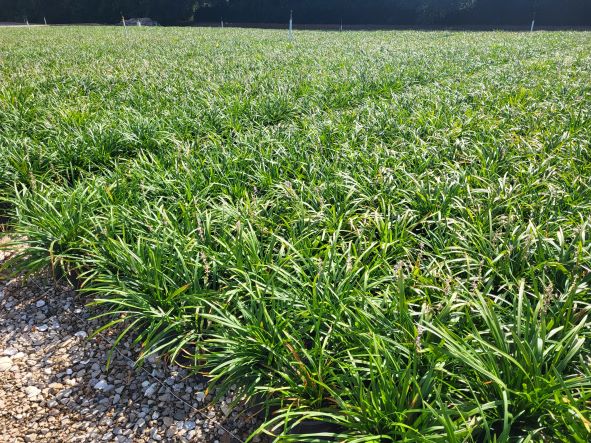 liriope-muscari-big-blue-lilyturf