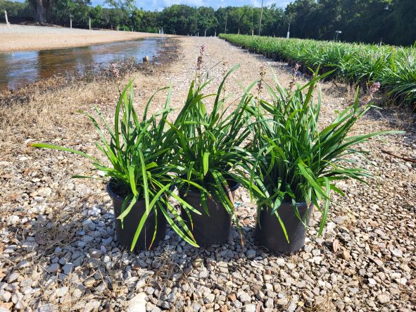 liriope-muscari-big-blue-lilyturf