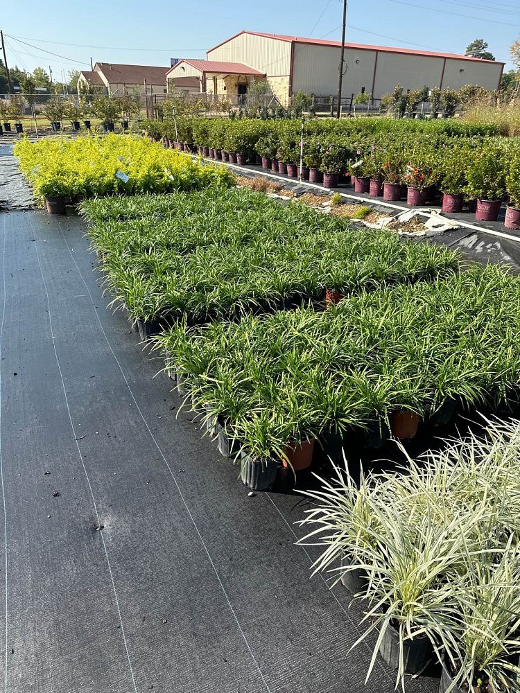 liriope-muscari-big-blue-lilyturf