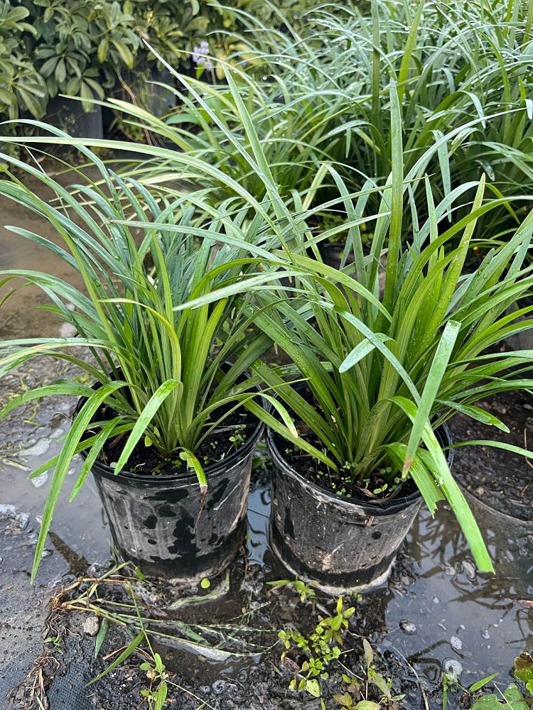 liriope-muscari-big-blue-lilyturf