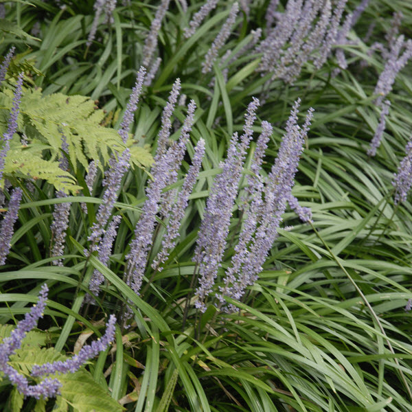 liriope-muscari-big-blue-lilyturf