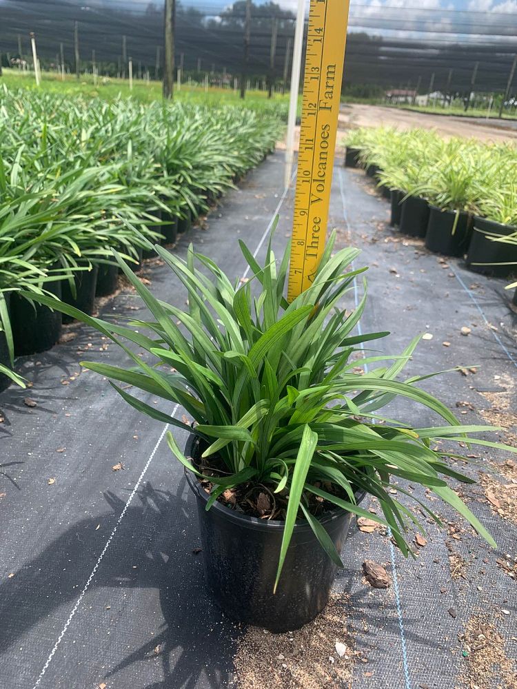 liriope-muscari-big-blue-lilyturf