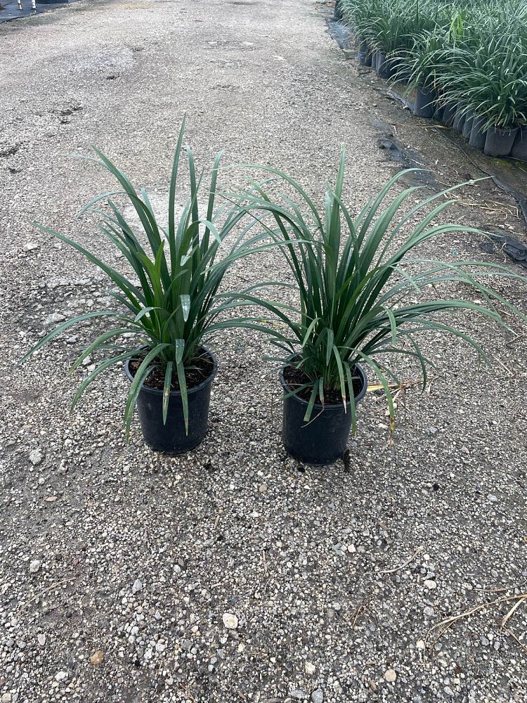 liriope-muscari-big-blue-lilyturf