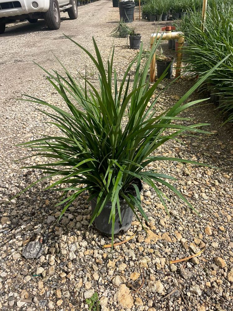liriope-muscari-big-blue-lilyturf