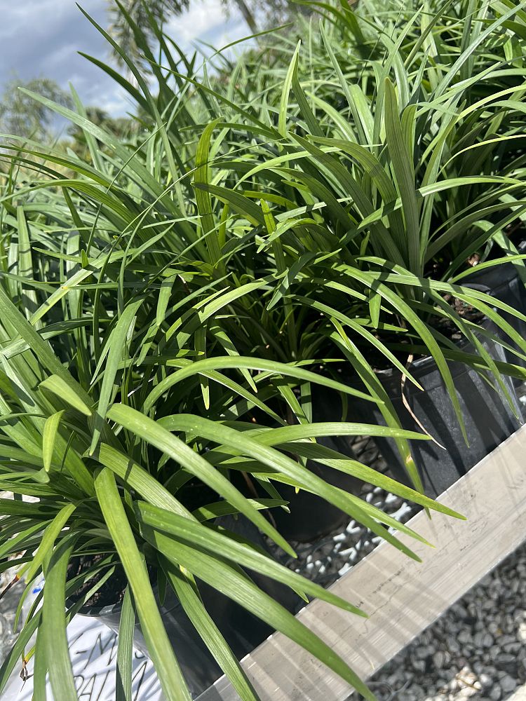 liriope-muscari-big-blue-lilyturf