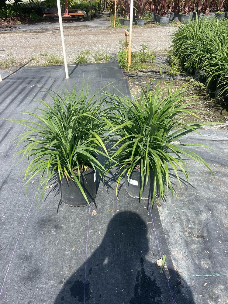 liriope-muscari-big-blue-lilyturf