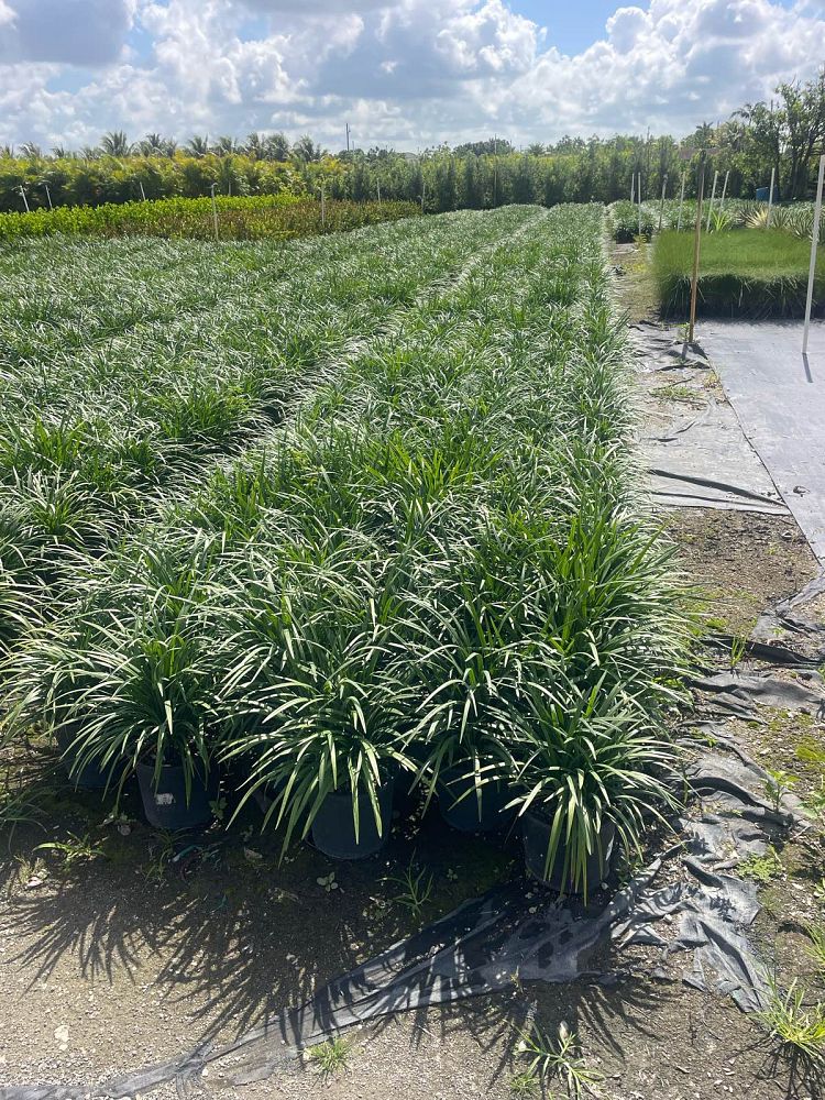 liriope-muscari-big-blue-lilyturf