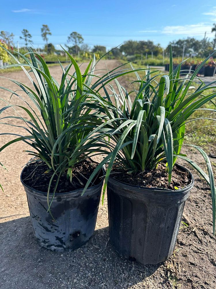 liriope-muscari-big-blue-lilyturf