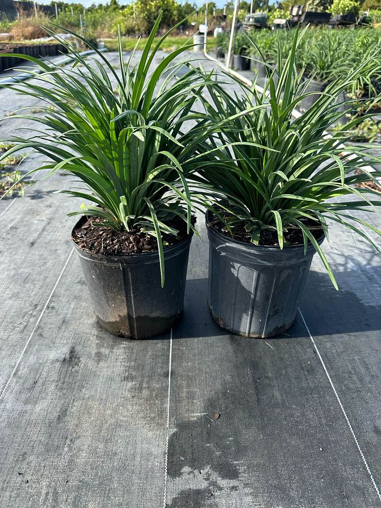 liriope-muscari-big-blue-lilyturf