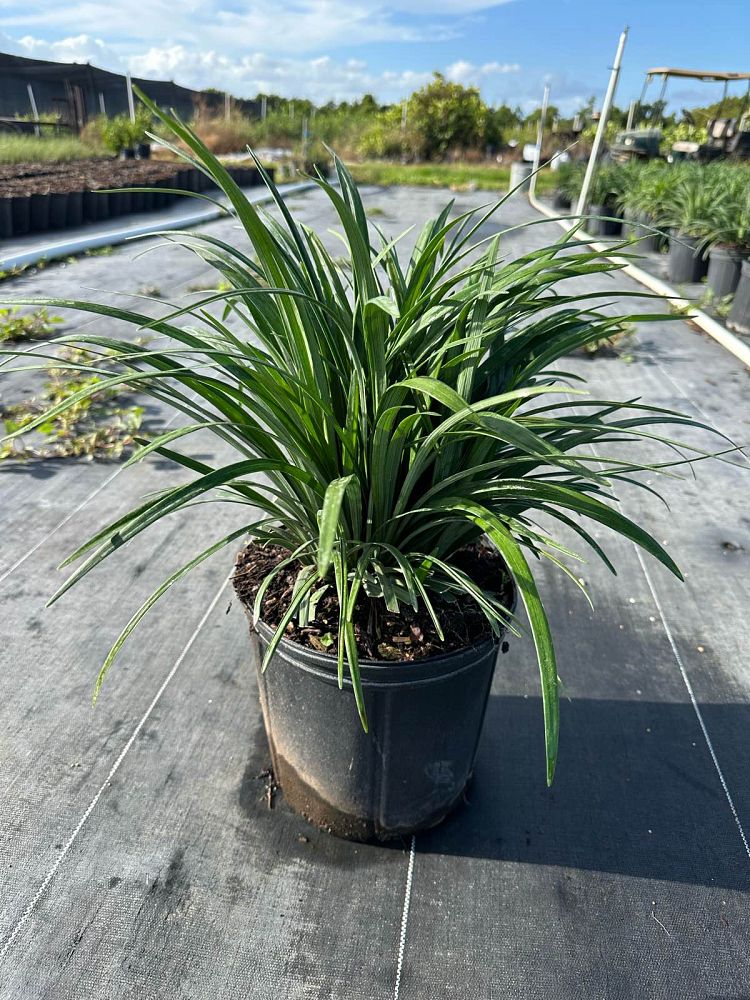 liriope-muscari-big-blue-lilyturf