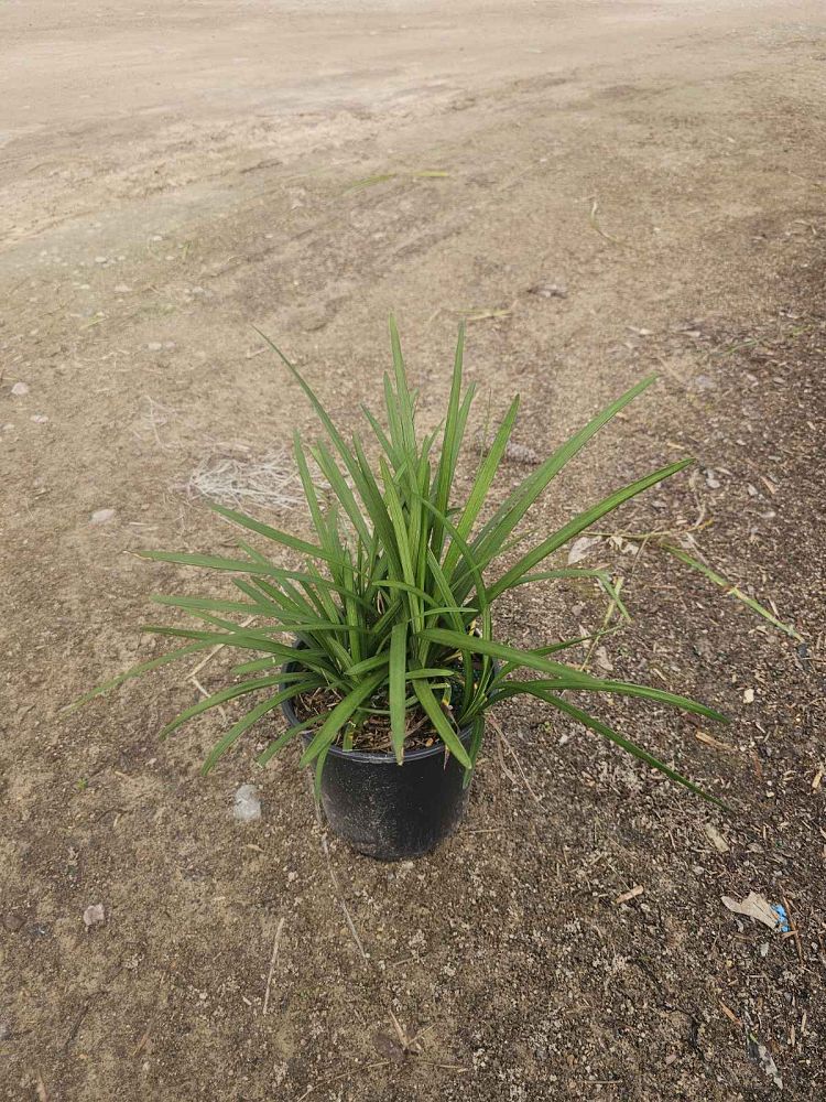 liriope-muscari-big-blue-lilyturf