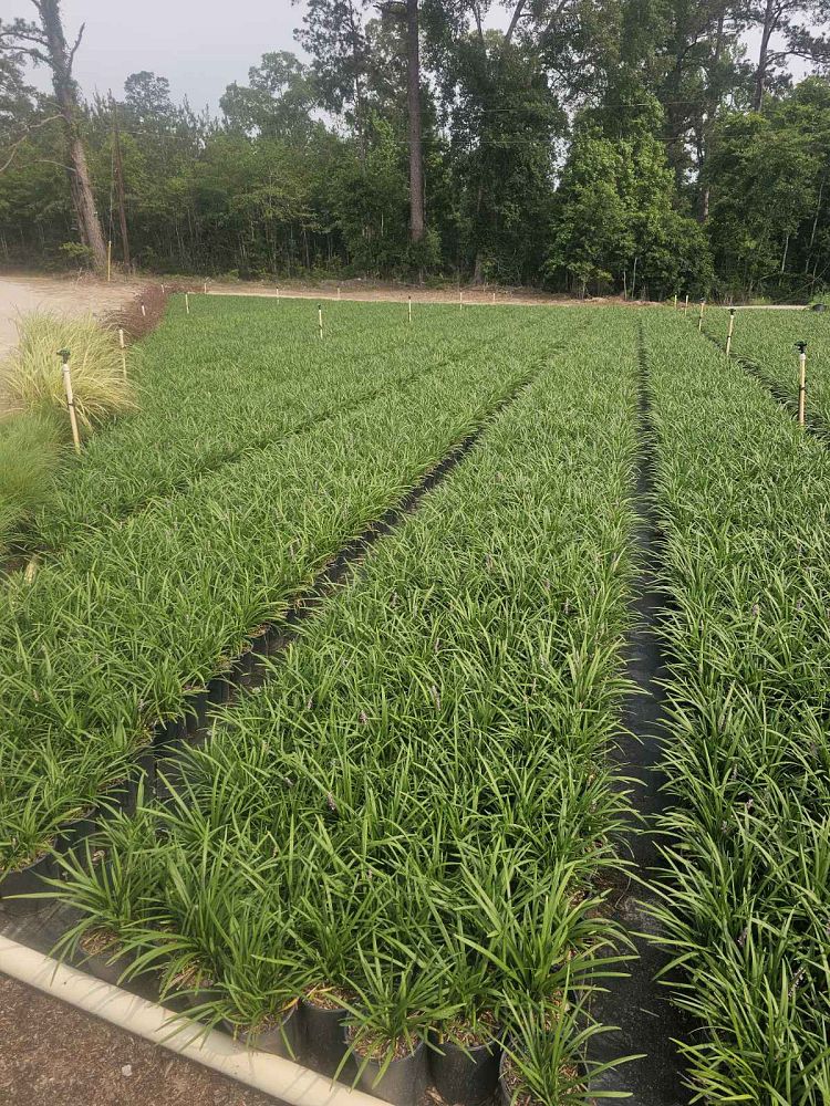 liriope-muscari-big-blue-lilyturf