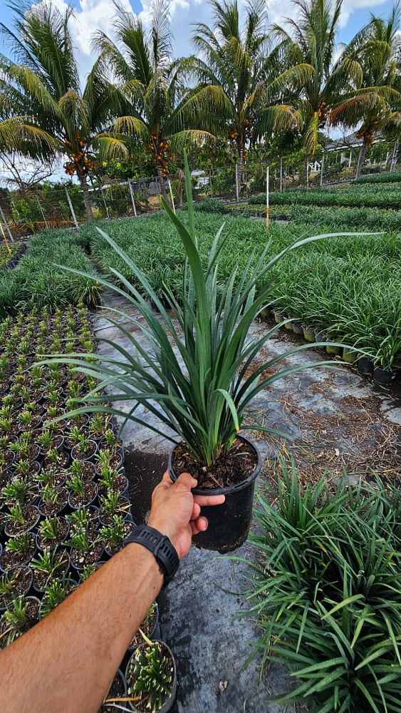 liriope-muscari-big-blue-lilyturf
