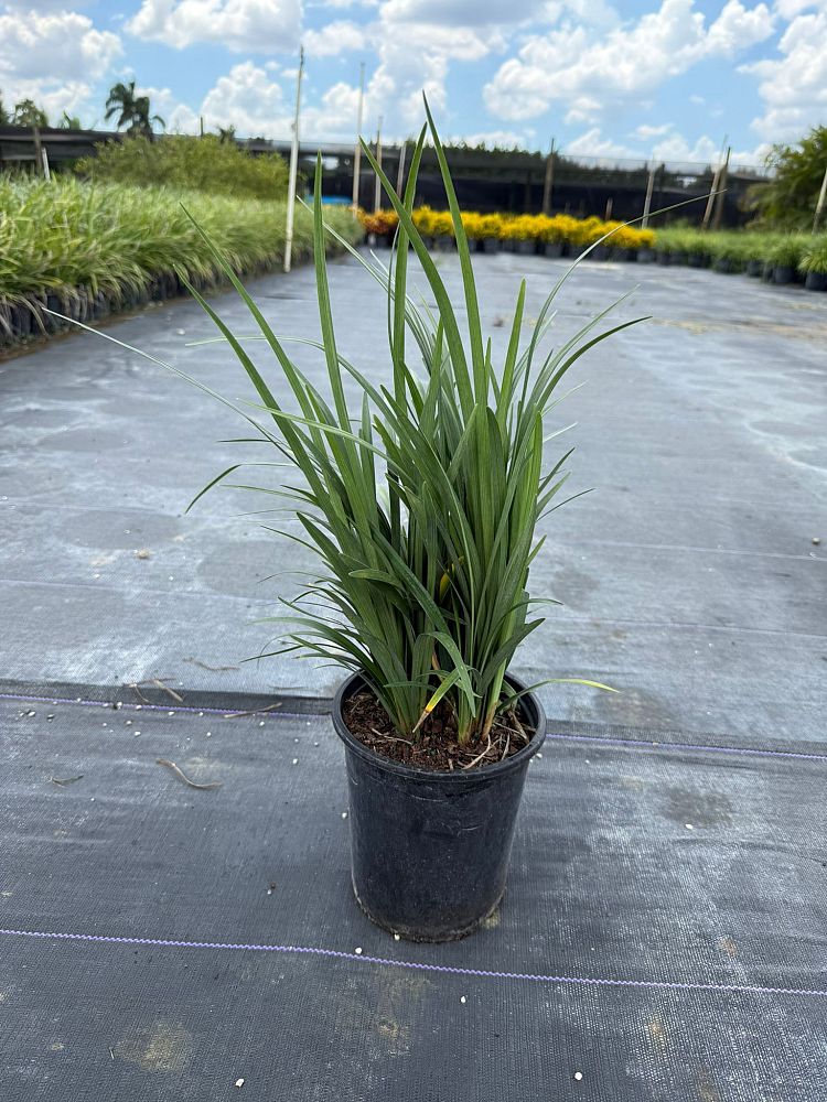liriope-muscari-big-blue-lilyturf