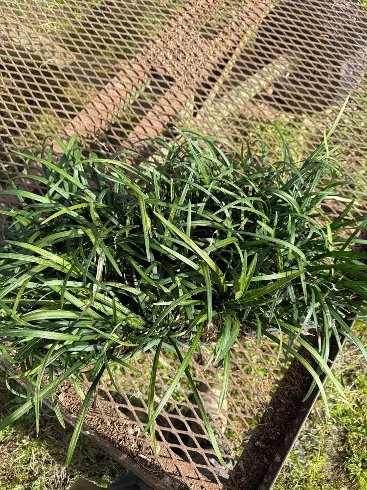 liriope-muscari-big-blue-lilyturf