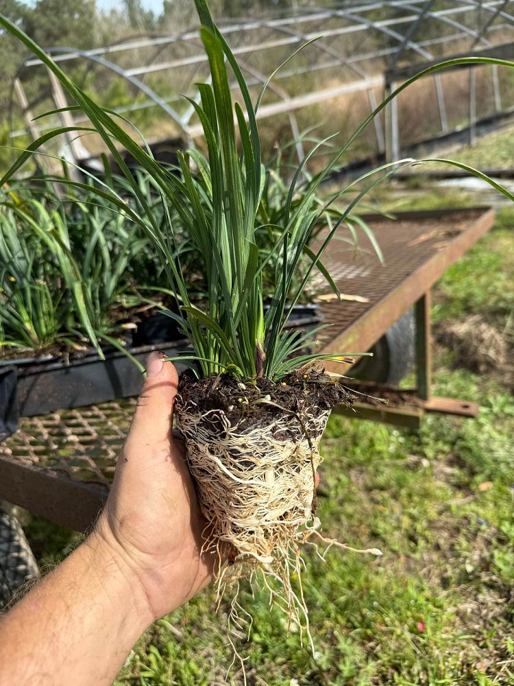 liriope-muscari-big-blue-lilyturf