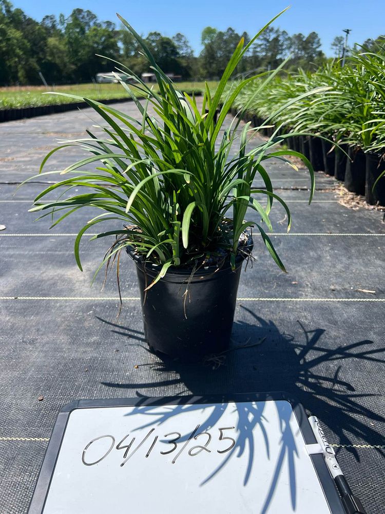 liriope-muscari-big-blue-lilyturf
