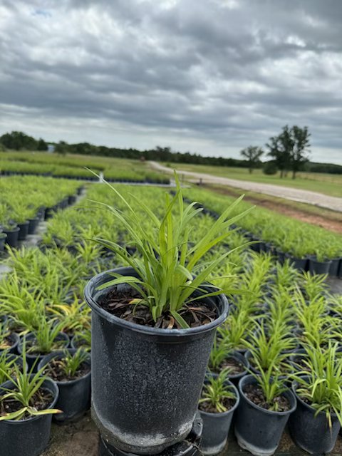 liriope-muscari-big-blue-lilyturf