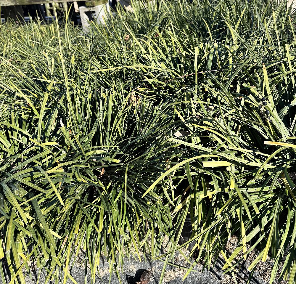 liriope-muscari-big-blue-lilyturf