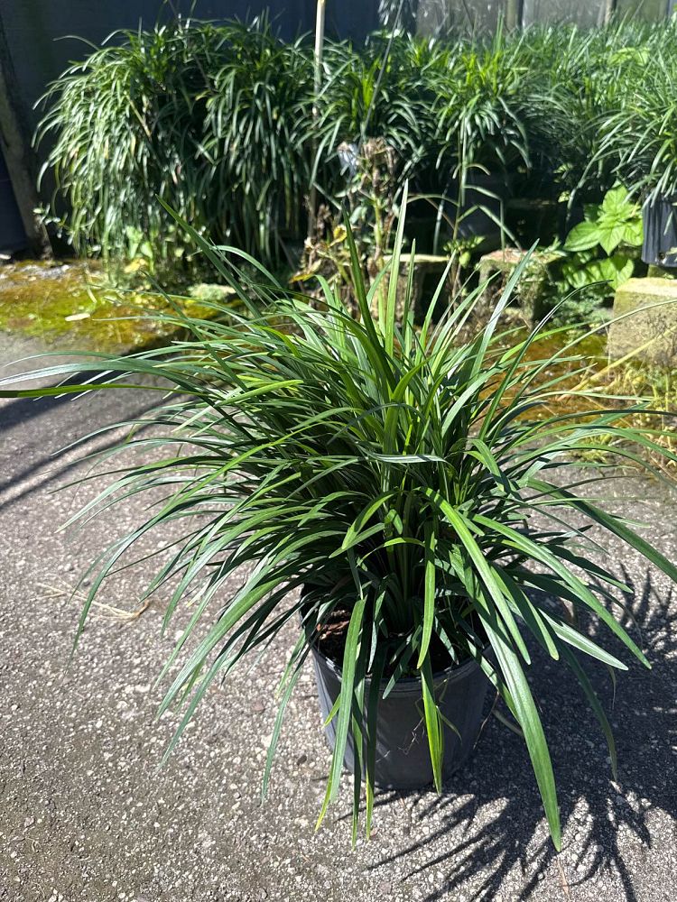 liriope-muscari-big-blue-lilyturf