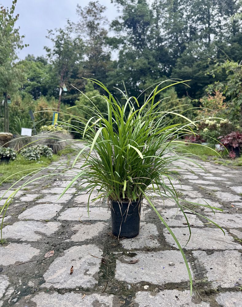 liriope-muscari-big-blue-lilyturf