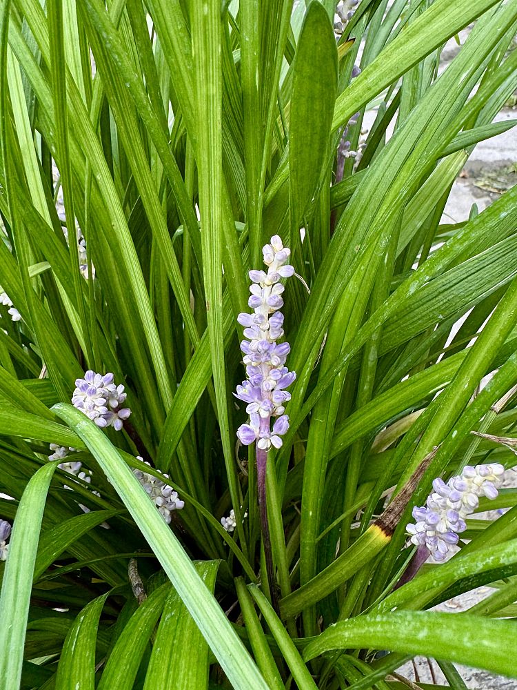 liriope-muscari-big-blue-lilyturf