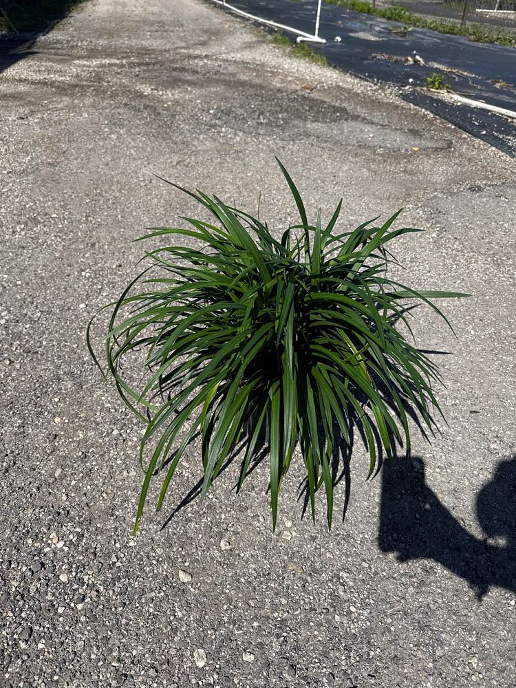 liriope-muscari-big-blue-lilyturf