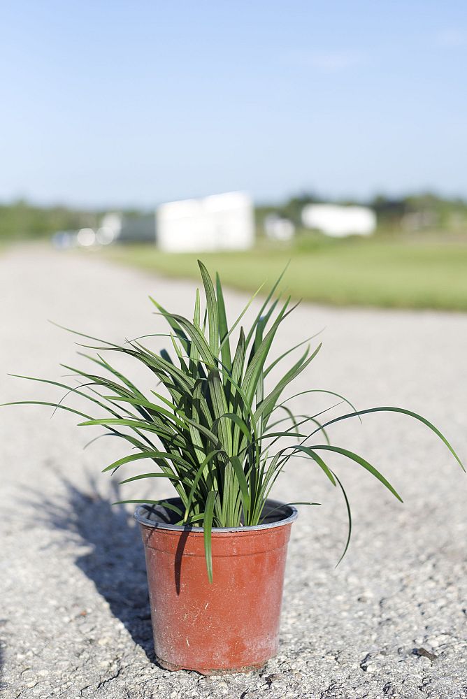 liriope-muscari-emerald-goddess-lilyturf