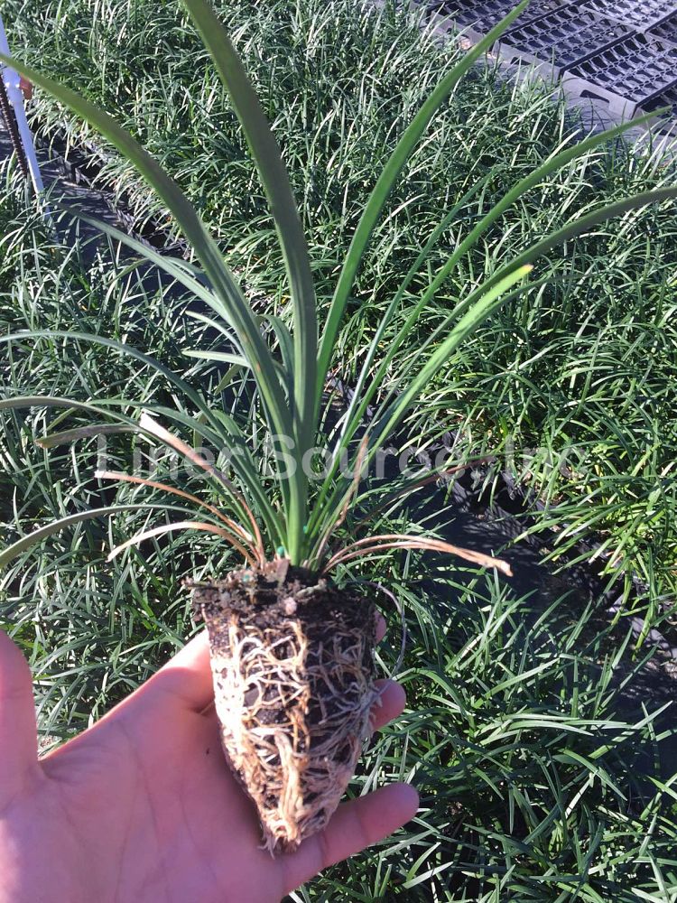 liriope-muscari-emerald-goddess-lilyturf