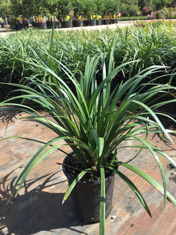 liriope-muscari-emerald-goddess-lilyturf