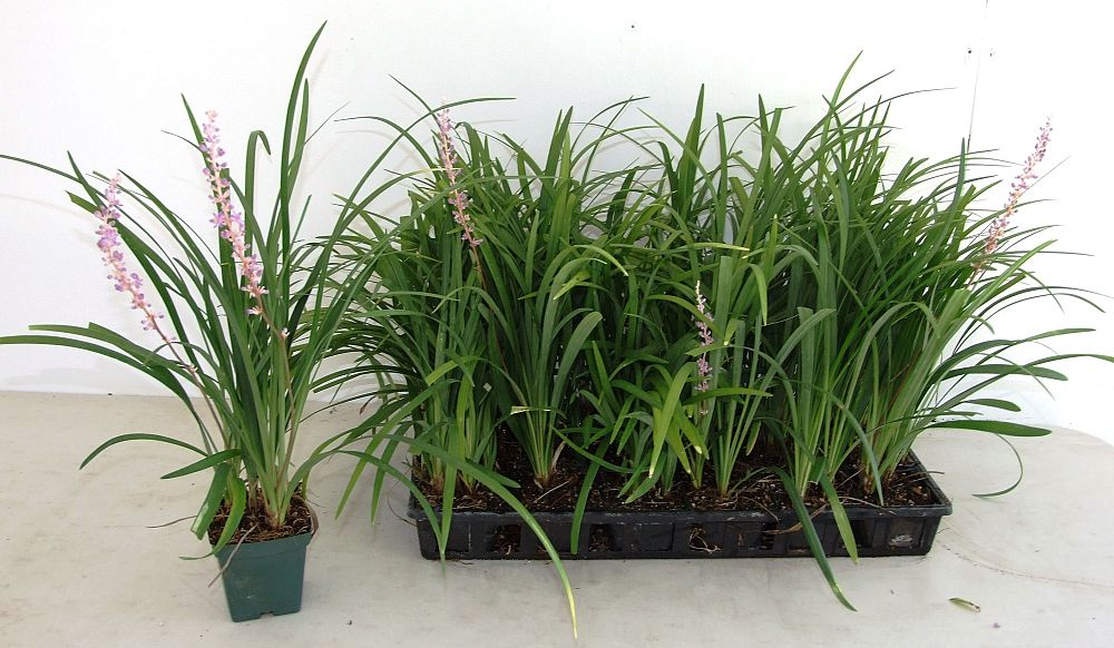 liriope-muscari-emerald-goddess-lilyturf