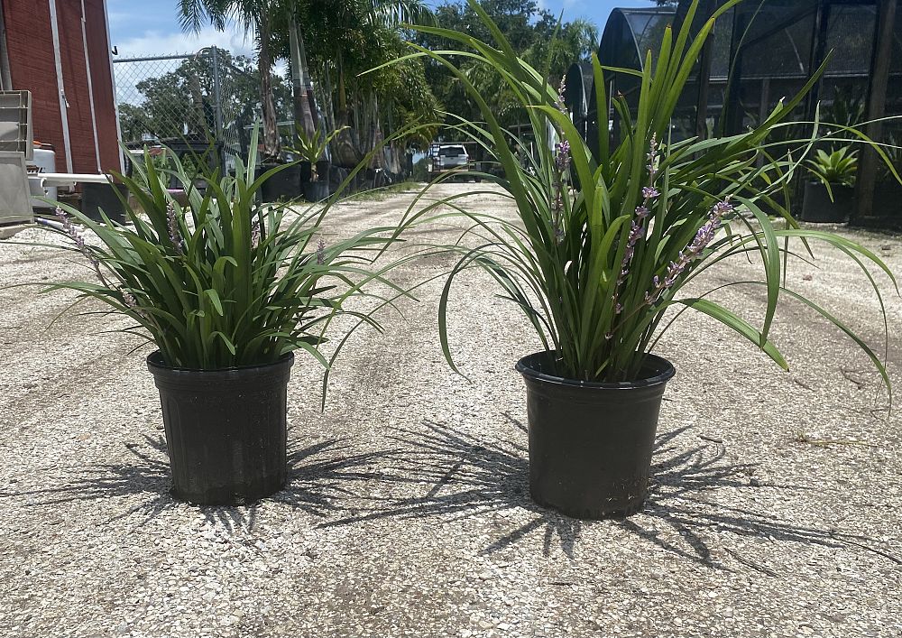 liriope-muscari-emerald-goddess-lilyturf