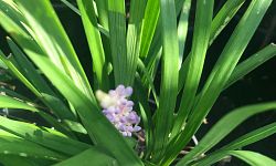 liriope-muscari-emerald-goddess-lilyturf