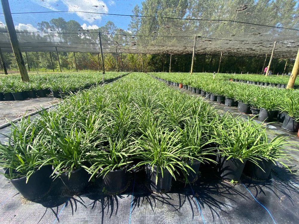 liriope-muscari-emerald-goddess-lilyturf