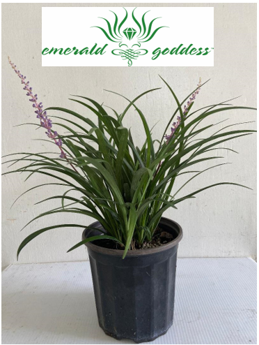 liriope-muscari-emerald-goddess-lilyturf