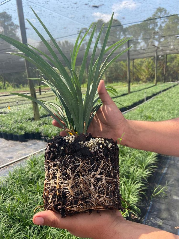 liriope-muscari-emerald-goddess-lilyturf