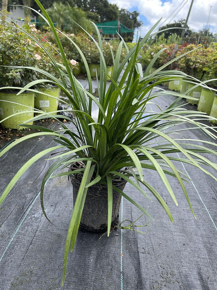 liriope-muscari-emerald-goddess-lilyturf
