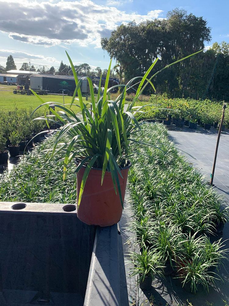 liriope-muscari-emerald-goddess-lilyturf