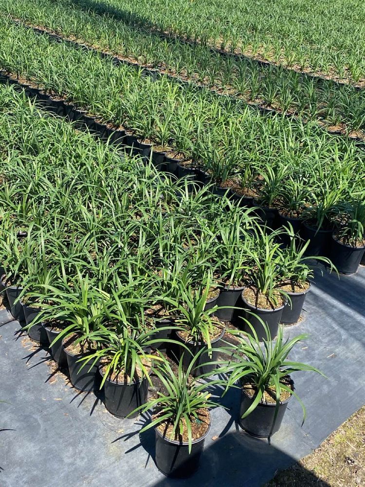 liriope-muscari-emerald-goddess-lilyturf