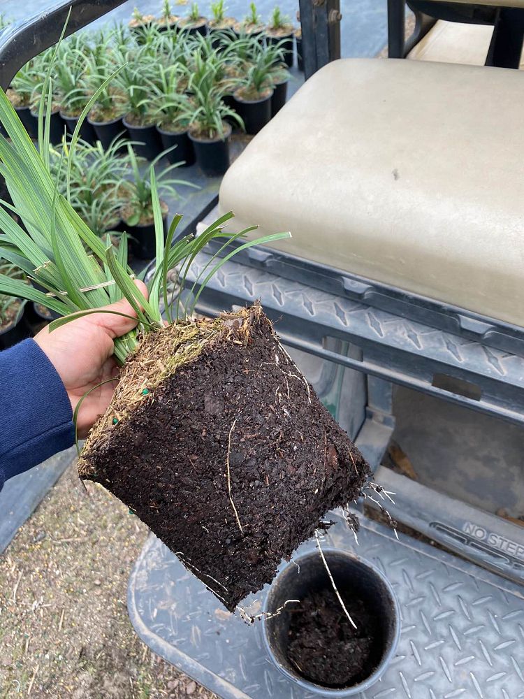 liriope-muscari-emerald-goddess-lilyturf