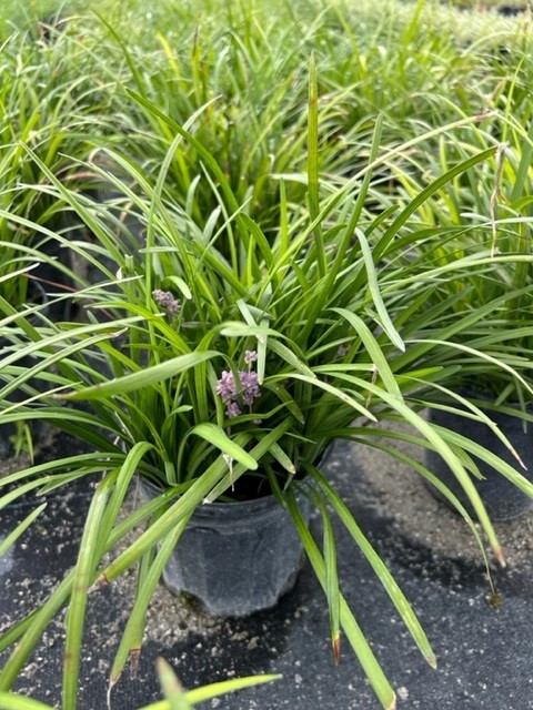 liriope-muscari-emerald-goddess-lilyturf